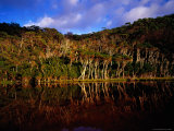 Tea-Trees Reflected in Water at Tidal River, Wilsons Promontory National Park Photographie par Richard I'Anson