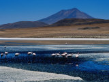 Flamingos in Laguna Canapa with Volcan Ollague in Background Photographie par Craig Pershouse
