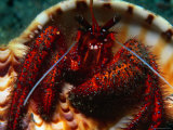 Hermit Crab Photographic Print by Robert Halstead