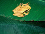 Tree Frog Fotografisk trykk av Christopher Baker