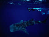 Whale Shark and Diver Photographic Print by Robert Halstead