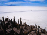 Huge Cacti on Isla De Los Pescadores Above Salar De Uyuni Photographie par Craig Pershouse