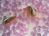 Pink Anemone Fish Photographic Print by Robert Halstead