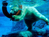 Polar Bear Underwater at Melbourne Zoo Photographie par Richard I'Anson