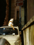 Cat Sitting on Roof of Car Photographic Print by Ryan Fox