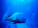 Maori Wrasse at Cod Hole, Great Barrier Reef Photographic Print by Robert Halstead