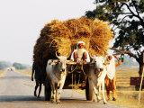 Laden Cart Being Pulled by Bulls Fotografisk trykk av Lindsay Brown Laden Cart Being Pulled by Bulls Fotografisk trykk av Lindsay Brown