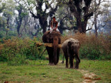 Elephants Returning to Elephant Breeding Centre in Sauraha Photographie par Richard I'Anson