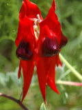 Sturt's Desert Pea, Australian National Botanical Gardens Photographie par Simon Foale