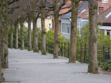 Avenue and Houses on Haugeveien Fotografisk trykk av David Borland