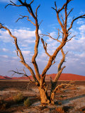 Dead Thorn Tree with Giant Sand Dunes in Distance, Near Sossusvlei Photographic Print by Karl Lehmann