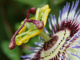 Close-Up of Passionfruit Flower Photographie par Simon Foale