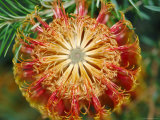 Banksia Flower, Australian National Botanical Gardens Photographie par Simon Foale