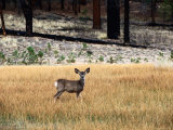 Young Mule Deer in Grass Photographic Print by Kraig Lieb