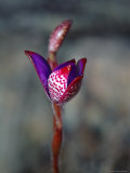 Endemic Wildflower, Regelia Velutina Photographie par Simon Foale