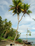 Rare Example of Branched Coconut Tree Photographie par Simon Foale