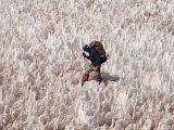 Overhead of Mountaineer Negotiating Snow Pinnacles Below La Ramada Peak, Rio Colorado Headwaters Photographie par Grant Dixon