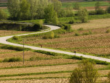 Lone Woman Walks Her Dog Along a Country Road Fotografisk trykk av James Braund