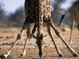Adult Giraffe Attempting to Drink from Kalkheuwel Waterhole Photographie par Andrew Parkinson