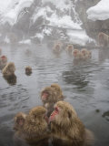 Japanese Macaque in Natural Onsen, Jigokudani Monkey Park Photographic Print by John Borthwick