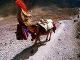 Mule in Headdress Walking Along Path Fotografiskt tryck av Andrew Parkinson Mule in Headdress Walking Along Path Fotografiskt tryck av Andrew Parkinson