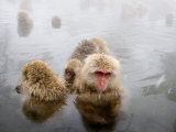 Japanese Macaque in Natural Onsen, Jigokudani Monkey Park Photographic Print by John Borthwick