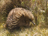 Echidna, Tasmanian Variety Photographie par Grant Dixon