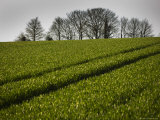 United Kingdom, Cotswald, North Leach, Field with Tractor Marks Fotografisk trykk av James Braund