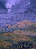 Aspens and Pines with a Dusting of Fresh Snow Photographie par Greg Gawlowski