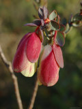 Detail of Qualup Bells Photographie par Simon Foale