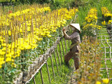 Farmer Cultivating Flowers Photographic Print by Dan Gair