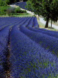 Lavender Field, Provence Photographic Print by Bethune Carmichael