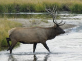 Bull Elk, in Norris Meadows Photographic Print by Emily Riddell