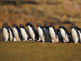 Group of Penguins on the March Photographic Print by Andy Rouse