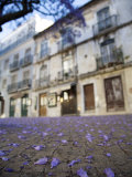 Purple Flower Petals Littering Sidewalk, Old Lisbon Photographic Print by Christopher Herwig