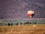 Wildebeests and Hot-Air Balloon Fotografie-Druck von Frans Lemmens