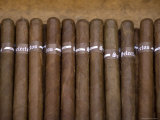 Row of Cuban Cigars Photographic Print by Guylain Doyle