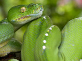 Green Tree Python, Merauke Photographic Print by Johnny Haglund