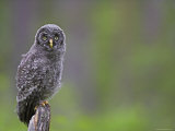 Owl on Stump Photographic Print by Andy Rouse