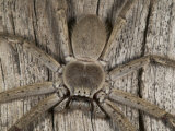 Hunstman Spider on Tree Trunk Photographic Print by Johnny Haglund