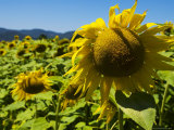 Sunflowers Photographic Print by Bethune Carmichael