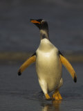 Gentoo Penguin Walking on Landing Beach Photographic Print by Andy Rouse