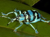 Colourful Weevil, on Leaf Photographic Print by Johnny Haglund