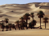 Date Palms Set Amongst the Sand Dunes, Sahara Desert Photographic Print by Anthony Ham