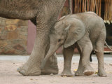 Desert Elephant and Calf, Twyfelfontein Camping Ground Photographic Print by Uros Ravbar