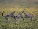 Cheetahs Bounding Through Grassland Photographic Print by Andy Rouse