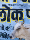 Sacred Cow Photographic Print by Guylain Doyle