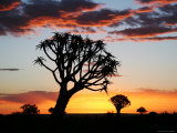 Silhouetted Quiver Tree Forest at Sunset Photographic Print by Uros Ravbar