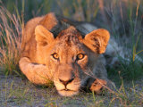 Lion Cub Observing Sunset Photographic Print by Uros Ravbar