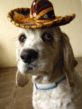 Dog Wearing Sombrero Fotografisk tryk af Dan Gair Dog Wearing Sombrero Fotografisk tryk af Dan Gair